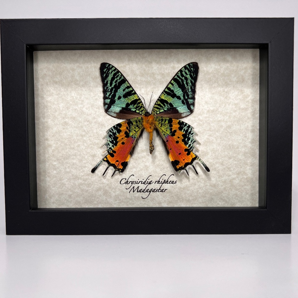 Real framed exotic Chrysiridia rhipheus